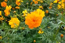 ALIM0218.webp