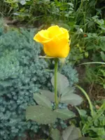 Goldina.webp