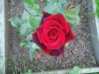 Tomiernte 27.7.12 002.webp