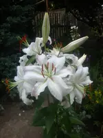 DSC09053.webp