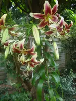 DSC09055.webp