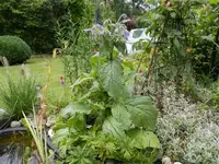 DSCN4276 (Small).webp