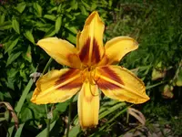 DSCI1636.webp