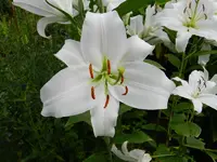 Lilie_057.webp