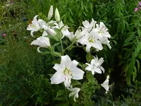Lilie_056.webp