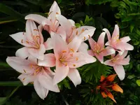 Lilie_058.webp