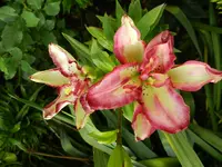 Lilie_059.webp