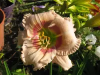IMG_a 248_1024x768.webp