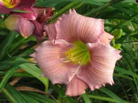 IMG_a 249.1_1024x768.webp