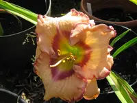 IMG_daug warner2_1024x768.webp