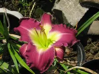 IMG_sa 33_1024x768.webp