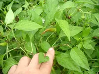 29.07.2012 001.webp
