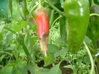 29.07.2012 002.webp