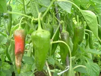29.07.2012 003.webp
