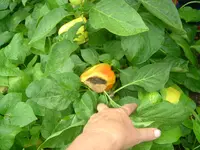 29.07.2012 005.webp
