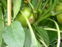 29.07.2012 006.webp