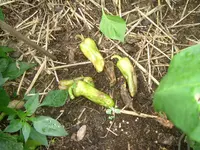 29.07.2012 009.webp