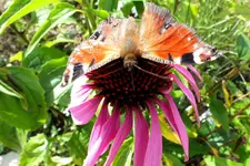 2012_0729Sommer0028 tagpfauenauge d.webp