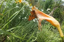 2012_0729Sommer0031.webp