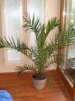 Palme.webp
