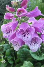 2012_0726Sommer0026.webp