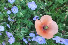 2012_0726Sommer0013.webp