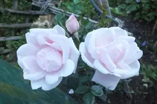 2012_0727Sommer0002.webp