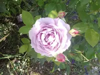 2012-07-29 16.07.03.webp
