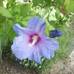 2012-07-29 16.06.47.webp