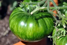 232.webp