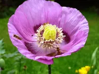 Mohnblume_lila.webp