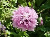 Püschelmohn_dkl_rosa.webp