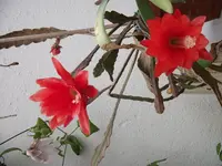 DSCF2118.webp