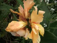 DSCF2117.webp