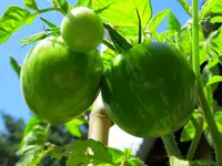 tomato_green_zebra.webp