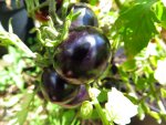 tomato_indigo_rose.jpg