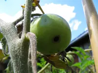 tomato_red_peach.webp