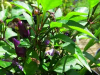 pepper_aurora.webp