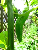 pepper_cap_455.webp