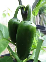 pepper_jalastar_f1.webp