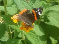 DSC09095.webp
