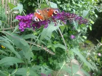 DSC09146.webp