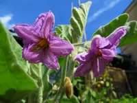eggplant_ophelia_f1.webp