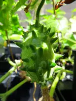 cucumber_kiwano.webp