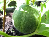 melon_minnesota_midget.webp