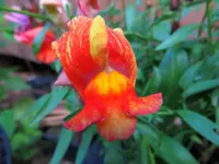 snapdragon.webp