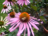 Sonnenhut mit Bienchen.webp