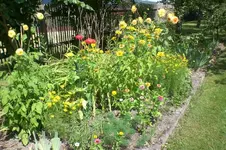Garten 07 2012 2 004.webp