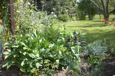 Garten 07 2012 2 006.webp