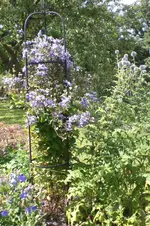 Garten 07 2012 2 007.webp